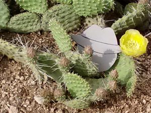 Flat Spooky hiding in a cactus.